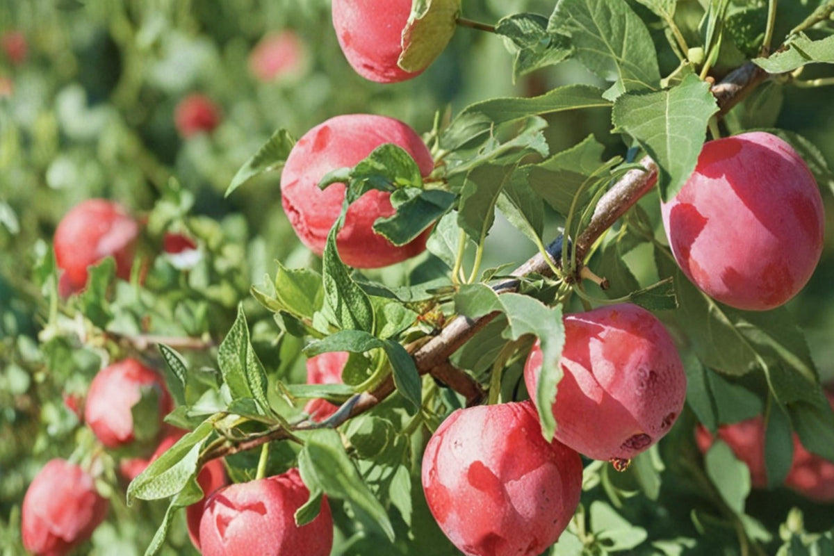 American Plum Seeds - 15 Seeds for Planting - Prunus americana - Edible Fruit Tree for Gardens and Orchards