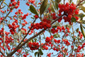 Silver Buffaloberry Seeds - 100 Seeds for Planting - Hardy Deciduous Shrub - Shepherdia argentea - Silver Foliage and Red Berries