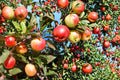50 Seeds Apple Tree Malus domestica Fruit Tree Garden Seeds