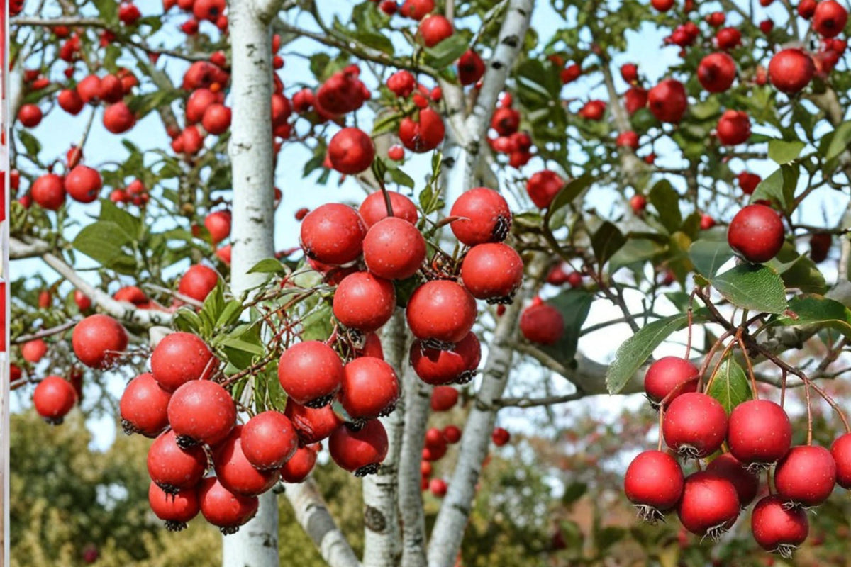 30 Seeds Thornless Hawthorn Crataegus crus-galli Hardy Ornamental Shrub Tree