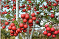 Thornless Hawthorn Seeds 30 Count - Crataegus crus-galli - Hardy Deciduous Tree for Landscaping and Wildlife Garden