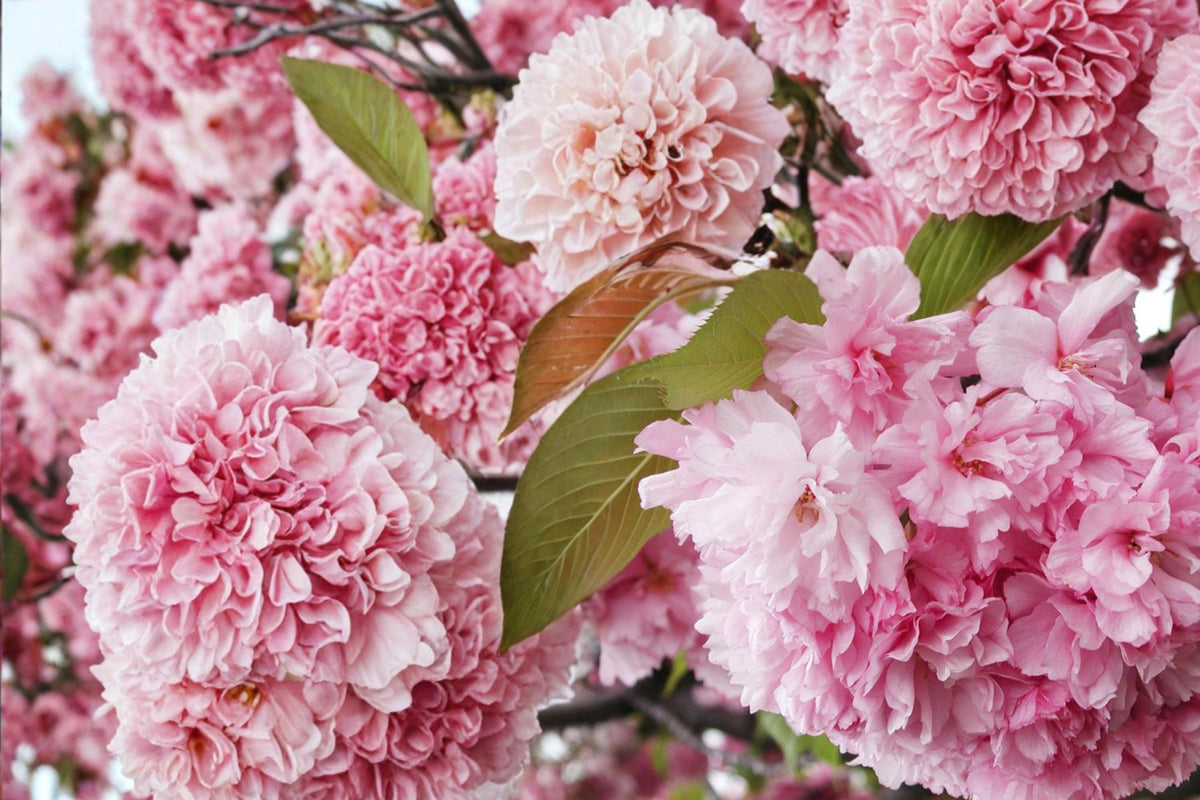 10 Seeds Sakura Cherry Tree Prunus serrulata Ornamental Flowering Bonsai