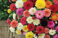 100 Seeds Dahlia pinnata Mix Flower Seeds