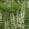 White Wild Indigo Seeds | Baptisia Alba Native Perennial Flowering Plant | 15 Seeds for Pollinator Garden