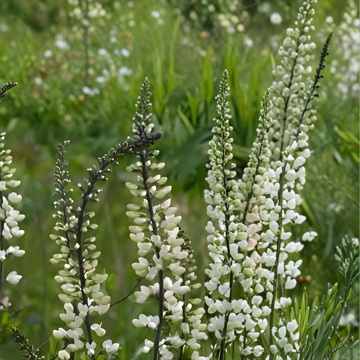 White Wild Indigo Seeds | Baptisia Alba Native Perennial Flowering Plant | 15 Seeds for Pollinator Garden