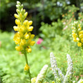 Yellow Wild Indigo Seeds | Baptisia tinctoria Native Perennial with Yellow Flowers | Pollinator-Friendly, Drought-Tolerant Planting Seeds