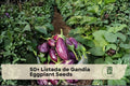 Listada de Gandia Eggplant Seeds – Heirloom Striped Eggplant (Solanum melongena) for Home Gardens