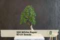 White Paper Birch Seeds - Betula papyrifera, Ornamental Tree for Landscape & Bonsai, White Bark, Deciduous Plant