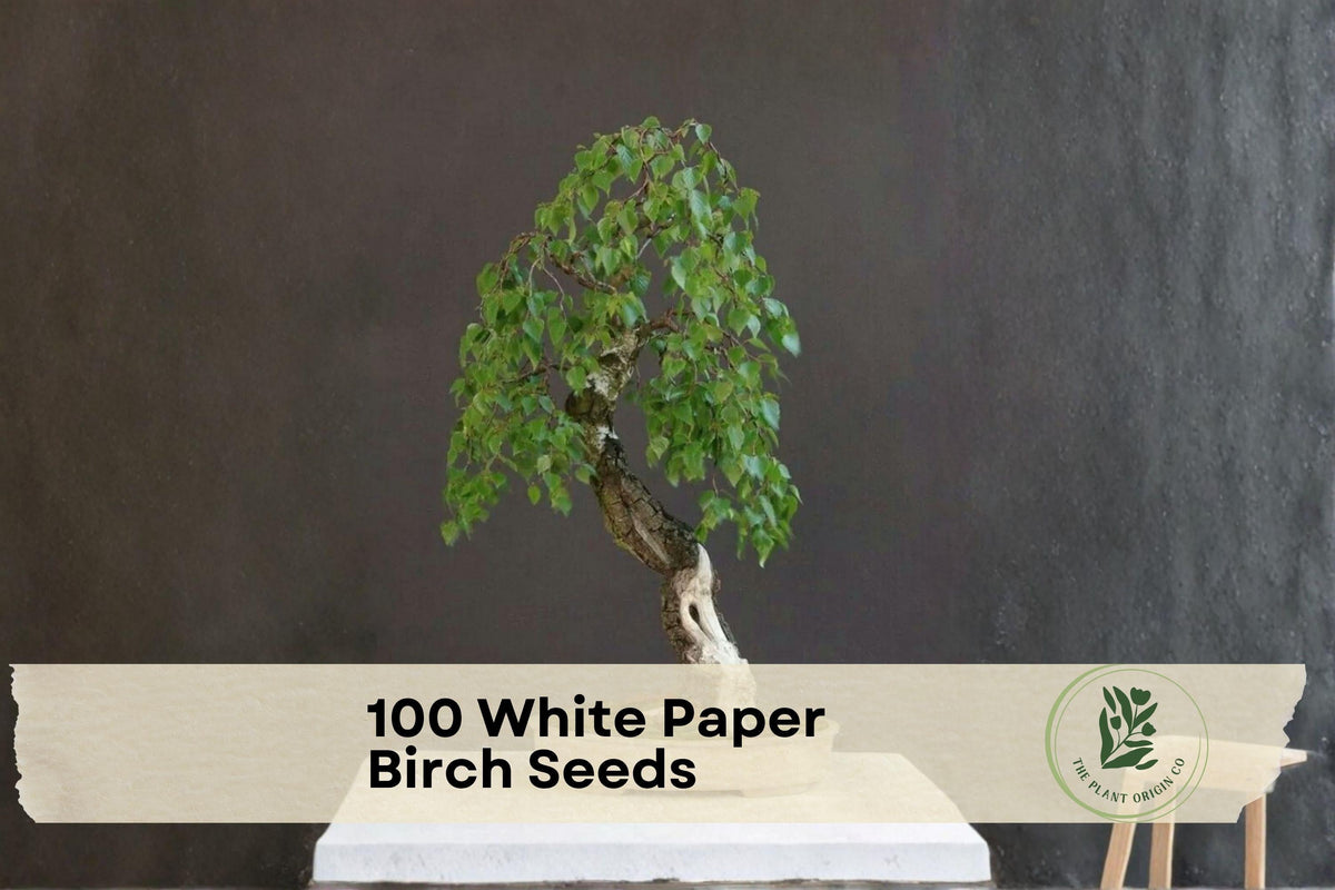 White Paper Birch Seeds - Betula papyrifera, Ornamental Tree for Landscape & Bonsai, White Bark, Deciduous Plant