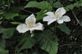 Bigleaf Magnolia Bare Root Plant – Magnolia macrophylla – Large Leaf Deciduous Tree for Garden & Landscape