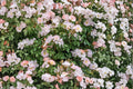 Pink Climbing Rose Bare Root Plant – Rosa spp. Perennial Flowering Shrub for Trellises and Fences