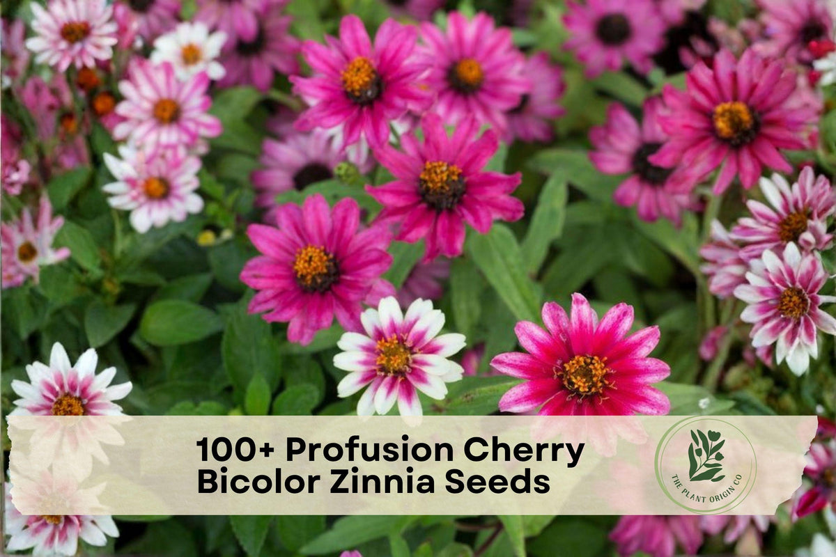 100+ Mango Seeds for Growing Mangifera indica Tropical Fruit Tree, Edible Fruit, Warm Climate