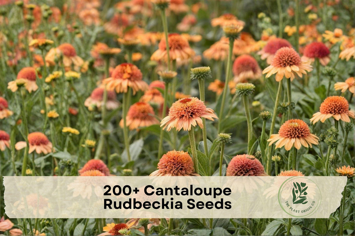 200+ Rudbeckia Seeds - Bright Orange Daisy-Like Blooms for Garden Beds & Borders, Rudbeckia spp.