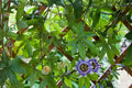 Purple Passionflower Seeds – Passiflora edulis Exotic Climbing Vine for Passion Fruits & Ornamental Blooms (10 Seeds)