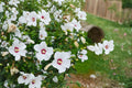 White Hardy Hibiscus Bare Root Plant – Hibiscus grandiflorus, Perennial Flowering Shrub for Garden, Pollinator Attractant