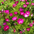 Purple Poppy Mallow Seeds – Callirhoe involucrata Native Perennial for Pollinator Gardens, Drought-Tolerant Wildflower, Ground Cover