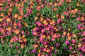 English Wallflower Seeds – Erysimum cheiri, Perennial Flower Seeds, Mixed Colors, Fragrant Blooms for Borders & Containers