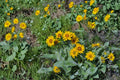 Arrowleaf Balsamroot Seeds – Perennial Wildflower, Bright Yellow Sunflower-Like Blooms, Drought Tolerant, Native to Western North America