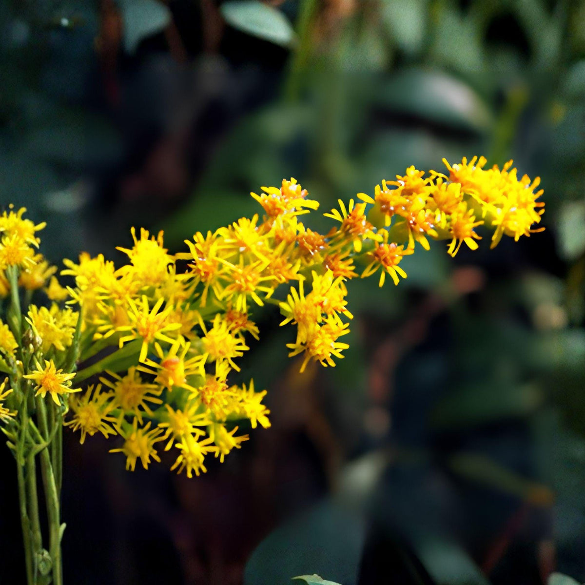 Stiff Goldenrod Seeds – Solidago rigida Native Perennial Wildflower for Pollinator Gardens & Natural Landscapes (100 Seeds)