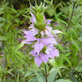 Monarda Punctata Seeds – Spotted Bee Balm Wildflower, Native Perennial, Pollinator Attractant, 100 Seeds