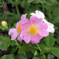 Rosa setigera Seeds – Illinois Rose Native Wildflower for Gardens, Climbing Shrub, Pollinator Attractant, 30 Seeds