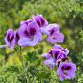 Lavender Purple Regal Geranium Cutting | Pelargonium Fancy Regal | Orchid-Like Blooms | Live Plant Propagation