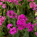 None So Pretty Catchfly Seeds | Bright Pink Annual Flowering Plant | Silene armeria for Cottage Gardens & Pollinator Landscapes