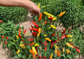 Hungarian Yellow Wax Pepper Seeds - Heirloom, Bright Yellow Chili Pods, Medium Heat, High Yield, Garden Planting