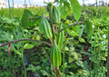 50+ Louisiana Green Velvet Okra Seeds – Heirloom, Spineless Pods, High Yield, 1941 AAS Winner, Garden Vegetable Seeds