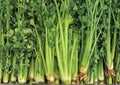 1500+ Tall Utah Heirloom Celery Seeds for Garden, Crisp Stringless Stalks, Vegetable Seeds, Garden Planting, High Yield