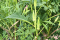 250 Seeds Spineless Okra Abelmoschus esculentus Heirloom Warm Season Vegetable Garden