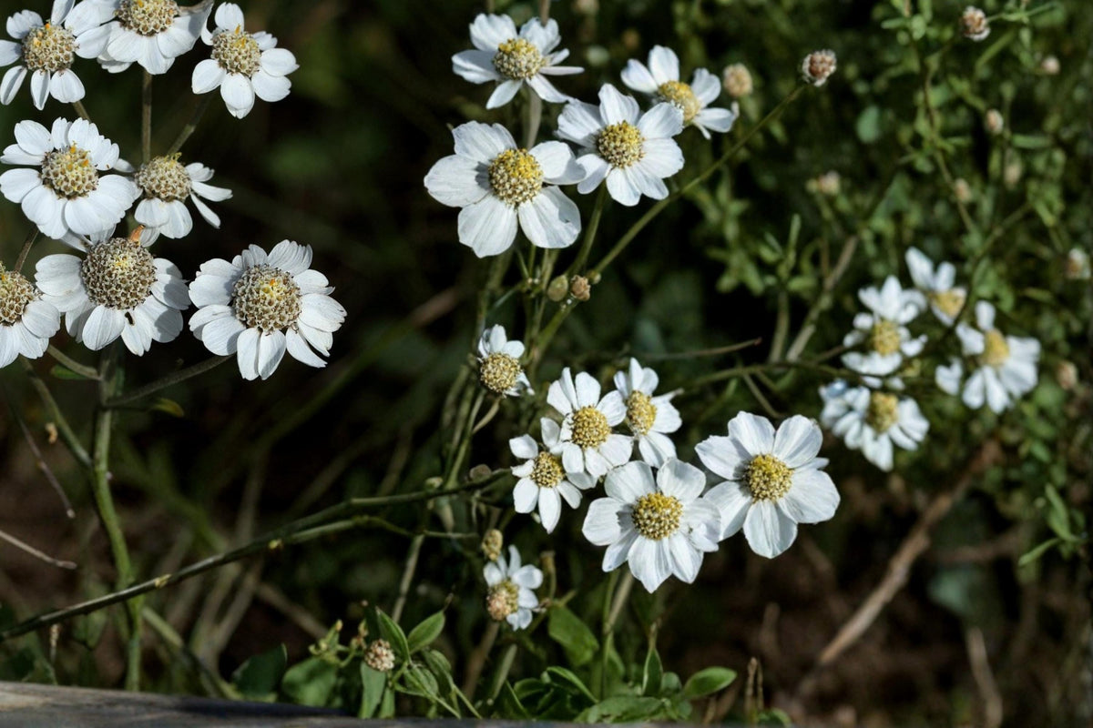 200 Seeds Sneezewort Achillea ptarmica