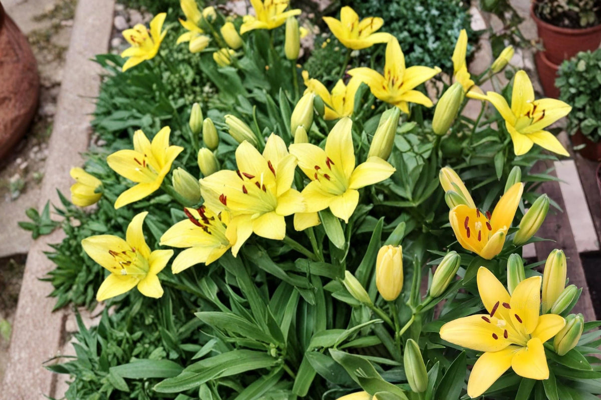 3 Bulbs Yellow Alsek Lily Lilium Hybrid