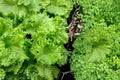 50 Seeds Muir Lettuce Lactuca sativa Crisp Heat Tolerant Garden Salad Greens