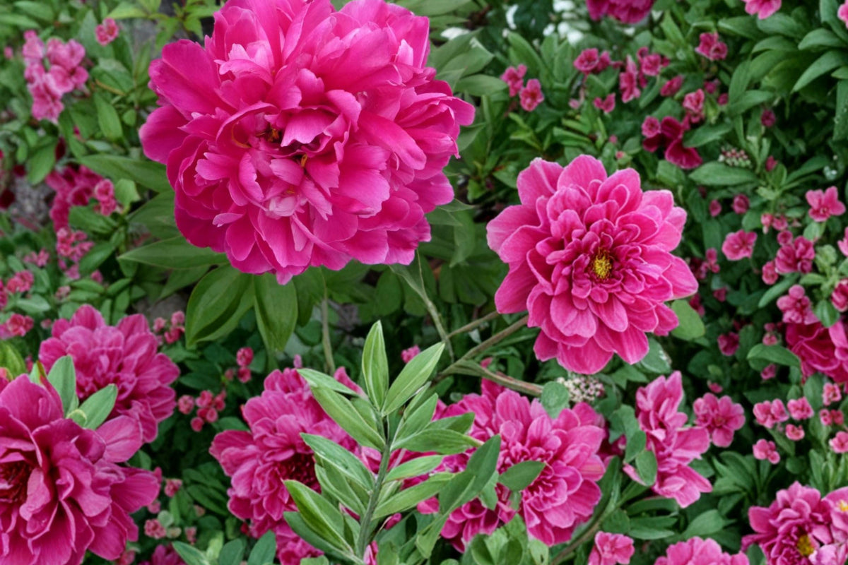 3 Roots Karl Rosenfield Peony Paeonia lactiflora Live Roots