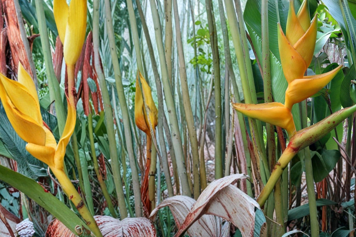 10 Seeds Heliconia champneiana