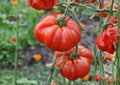 Pink Stuffer Tomato Seeds – Heirloom Hollow Interior Thick-Walled Vegetable Seeds for Garden Planting