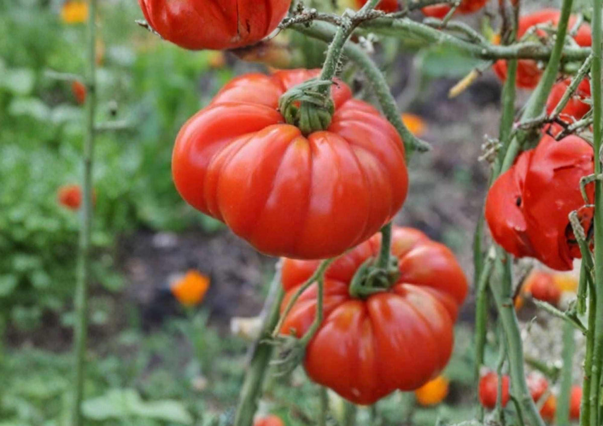 Pink Stuffer Tomato Seeds – Heirloom Hollow Interior Thick-Walled Vegetable Seeds for Garden Planting