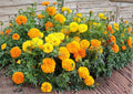 African Marigold Seeds Crackerjack Mix, Large Double Blooms, Bright Yellow and Orange, AAS Winner, Garden Planting