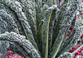 Black Magic Kale Seeds – Heirloom Tuscan Lacinato Leaf Cold Hardy Vegetable Seeds for Garden Planting