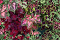Coleus Rainbow Mix Seeds – Colorful Foliage Annual Plant – Coleus x hybridus for Shade Gardens, Containers, Indoor Spaces