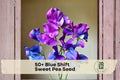 50+ Blue Shift Sweet Pea Seeds, Climbing Flower, Fragrant Blue to Purple Blooms, Lathyrus odoratus, Garden, Trellis, Cut Flowers