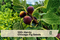 Hardy Chicago Fig Seeds Ficus carica Fruit Tree for Garden, Patio, Container Growing, Edible, Perennial, Beginner-Friendly