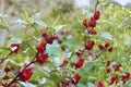 Roselle Hibiscus Seeds (10) | Tropical Edible Plant for Tea, Drinks & Cuisine | Hibiscus sabdariffa