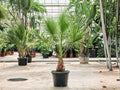 5 Seeds California Fan Palm Washingtonia filifera Palm Tree Seeds for Planting Desert Garden Tropical Landscape