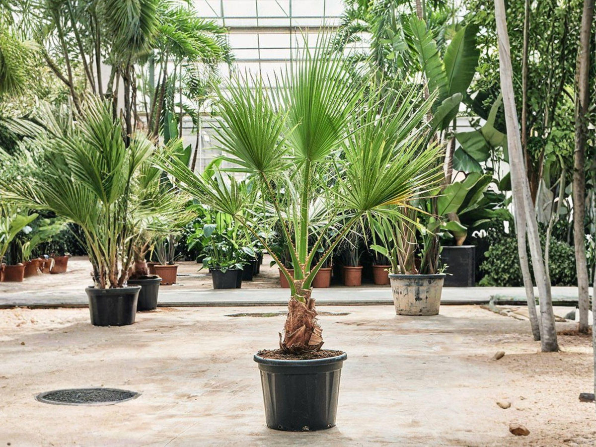 5 Seeds California Fan Palm Washingtonia filifera Palm Tree Seeds for Planting Desert Garden Tropical Landscape