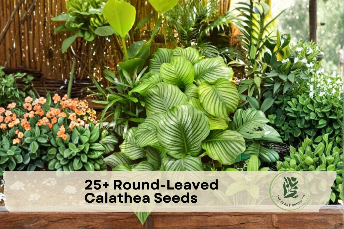 Round-Leaved Calathea Seeds – Tropical Indoor Houseplant, Calathea orbifolia, Decorative Foliage, Perennial, Humid Environment