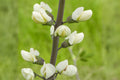 White Wild Indigo Seeds (Baptisia alba) – Native Perennial with Creamy White Flowers, Blue-Green Foliage, Drought Tolerant, Pollinator Support