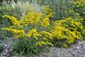 Old Field Goldenrod Seeds (100) | Native Wildflower for Pollinators, Drought Tolerant, Solidago nemoralis