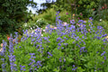 Blue Wild Indigo Seeds | Baptisia australis Perennial Native Flower for Gardens & Pollinators